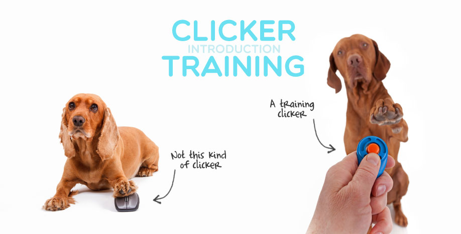 Clicker-Training-Introduction