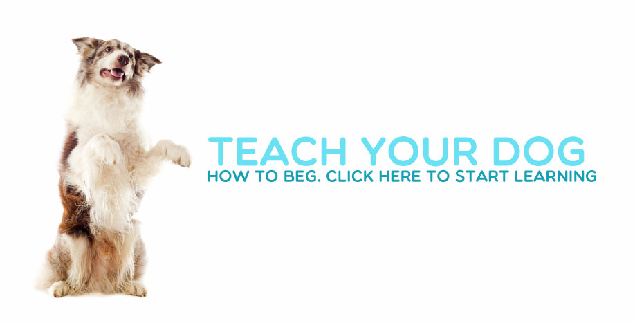 Teach-Beg-feature