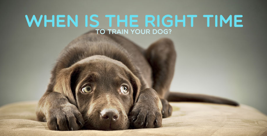 When-is-the-right-time-to-train-your-dog-postversion