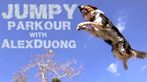 Jumpy the Parkour Dog